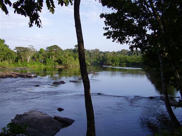 Suriname bossen